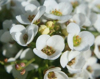 Heirloom Organic Alyssum Carpet of Flowers seeds package, GrowTime Garden Supply