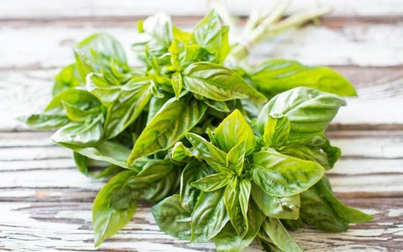 Load image into Gallery viewer, Organic Heirloom Genovese Basil Seeds
