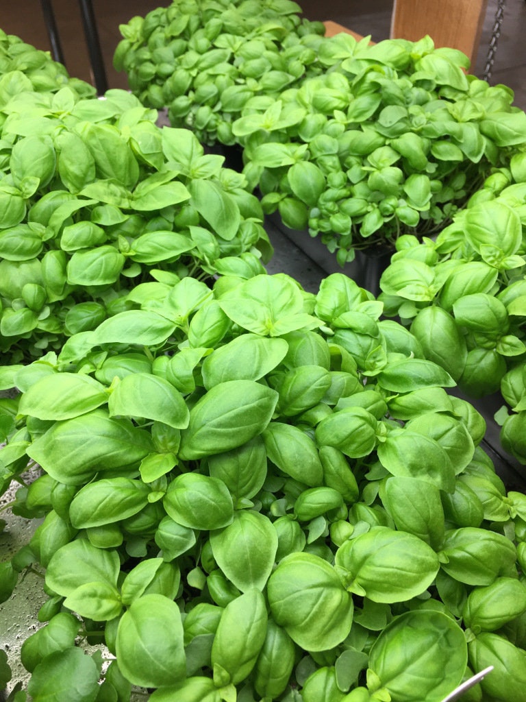 Load image into Gallery viewer, Organic Heirloom Genovese Basil Seeds
