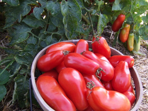 Heirloom Organic San Marzano Tomato Seeds, additional product view 2