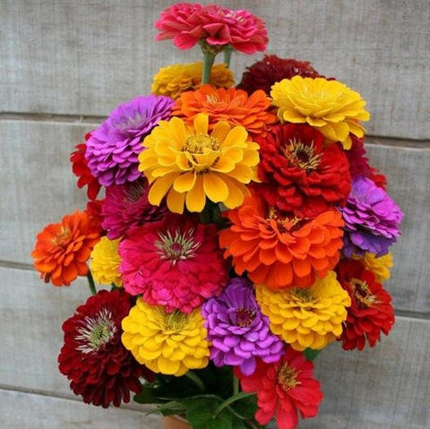 Organic Heirloom State Fair Zinnia Flower Seed Mix, additional product view 2