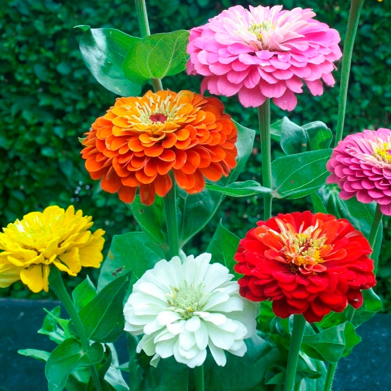 Load image into Gallery viewer, Organic Heirloom State Fair Zinnia Flower Seed Mix
