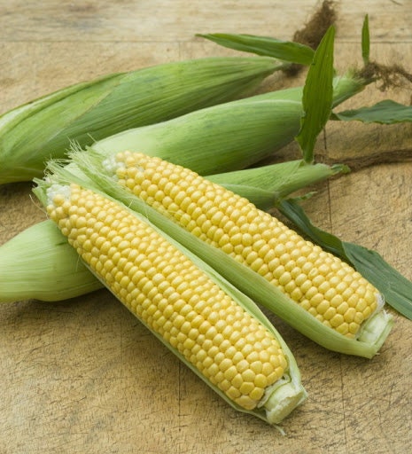 Heirloom Organic Golden Cross Bantam Sweet Corn Seeds, additional product view 2