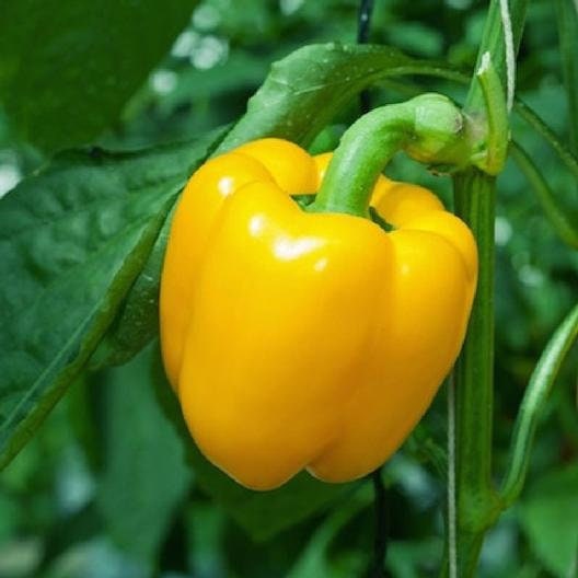 Load image into Gallery viewer, Organic Heirloom SunBright Sweet Pepper Seeds
