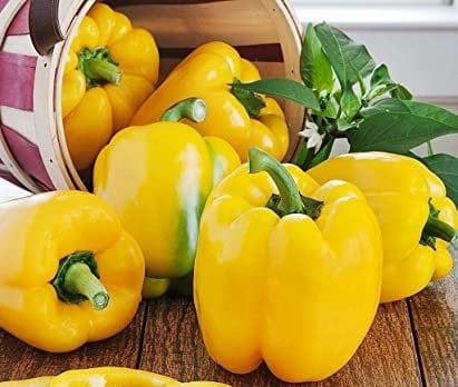 Organic Heirloom SunBright Sweet Pepper Seeds, additional product view 2