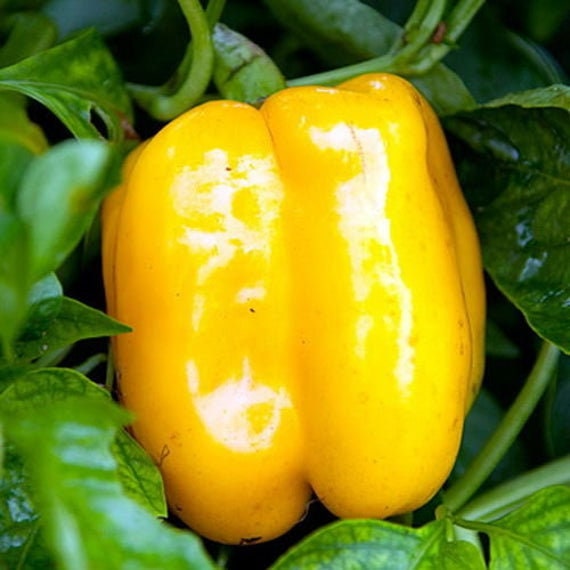 Load image into Gallery viewer, Organic Heirloom Calwonder Bell Pepper Seeds
