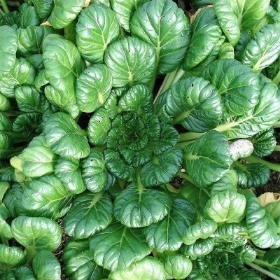 Load image into Gallery viewer, Organic Heirloom Palco Spinach Seeds
