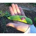 Organic Heirloom Giant Calico (Christmas) Lima Bean (Pole beans) Seeds, additional product view 2