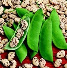 Organic Heirloom Giant Calico Christmas Pole Lima Bean seeds package, GrowTime Garden Supply
