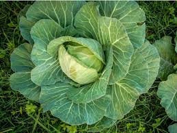 Organic Heirloom Copenhagen Early Market Cabbage Seeds, additional product view 2