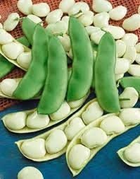 Load image into Gallery viewer, Heirloom Organic White Dixie Butterpea Bush Lima Bean seeds
