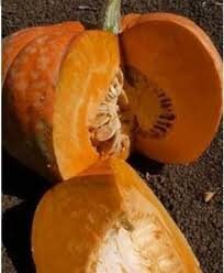 Rare Pumpkin! Heirloom Organic Amish Pie Pumpkin seeds, additional product view 2
