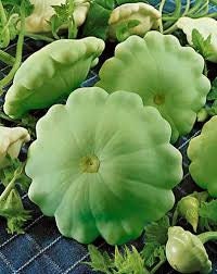 Heirloom Organic Peter Pan Summer Squash Seeds Award winning Squash!, additional product view 2
