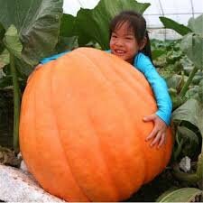 Load image into Gallery viewer, Organic Dill's Atlantic GIANT Pumpkin seeds pack
