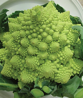 Rare Heirloom Organic Romanesco Italia Broccoli Seeds, additional product view 2