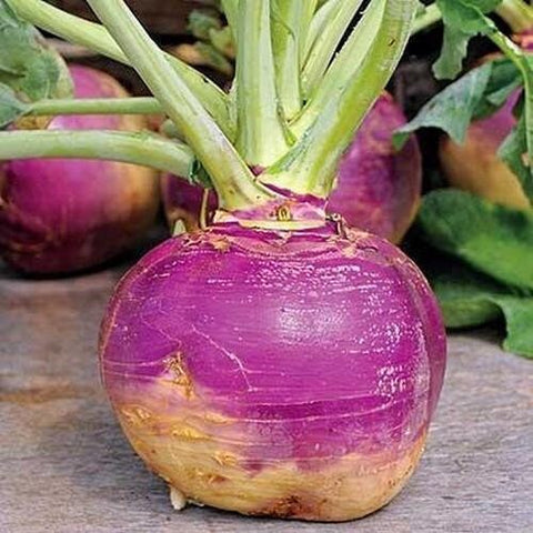 Heirloom Organic American Purple Top Rutabaga seeds package, GrowTime Garden Supply