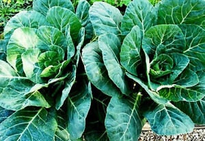 Organic Heirloom Southern Georgia Collards seeds package, GrowTime Garden Supply