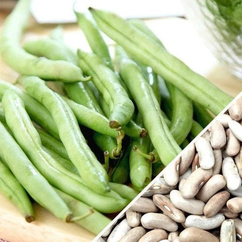 Organic Heirloom Contender Bush Bean seeds package, GrowTime Garden Supply
