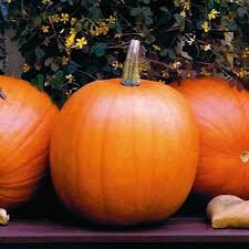 Heirloom Organic Jack O' Lantern Pumpkin Seeds, additional product view 2