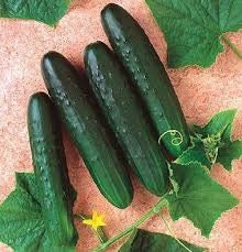 Organic Eureka Cucumber seeds package, GrowTime Garden Supply