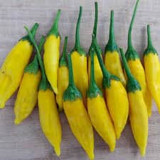 Rare Heirloom Organic Lemon Dream Sweet Pepper Seeds, additional product view 2