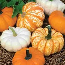 Jack Be Little Pumpkin seeds package, GrowTime Garden Supply