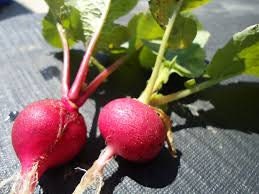 Organic Heirloom Radish Garden Giant seeds package, GrowTime Garden Supply