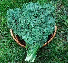 Heirloom Organic Dwarf Siberian Improved Kale Seeds, additional product view 2