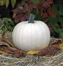Organic Heirloom Casper Pumpkin seeds package, GrowTime Garden Supply