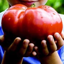 Heirloom Organic Giant Garden Leader Tomato seeds package, GrowTime Garden Supply