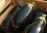 Heirloom Organic Black Moon Eggplant seeds package, GrowTime Garden Supply