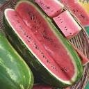 Organic Garden Leader Monster Watermelon seeds package, GrowTime Garden Supply
