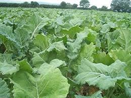Organic Heirloom Dwarf Essex Rape Kale seeds package, GrowTime Garden Supply