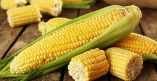 Load image into Gallery viewer, Heirloom Organic Kandy Korn Sweet Corn Seeds
