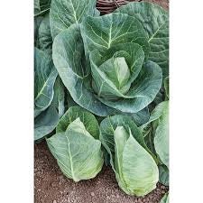 Heirloom Organic Early Jersey Wakefield Cabbage seeds package, GrowTime Garden Supply