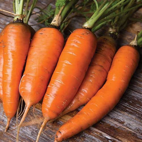 Heirloom Organic Danvers Half Long Carrot seeds package, GrowTime Garden Supply