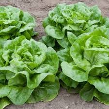 Heirloom Organic Black Seeded Simpson Lettuce seeds package, GrowTime Garden Supply