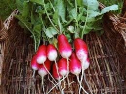 Heirloom Organic French Breakfast Radish Seeds, additional product view 2