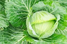 Heirloom Organic Early Golden Acre Cabbage Seeds, additional product view 2