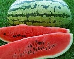 Heirloom Organic Klondike Blue Ribbon Striped Watermelon Seeds, additional product view 2