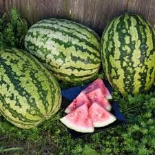Heirloom Organic Klondike Blue Ribbon Striped Watermelon Seeds