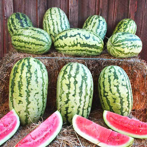 Heirloom Organic Klondike Blue Ribbon Striped Watermelon seeds package, GrowTime Garden Supply