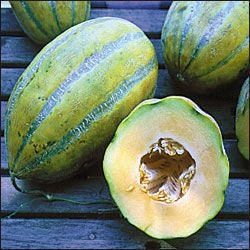 Rare Heirloom Organic Bidwell Casaba Melon seeds package, GrowTime Garden Supply