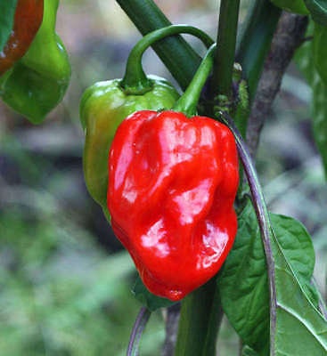 Heirloom Organic Red Scotch Bonnet Seeds (Aka Bonney Peppers, Caribbean Red Peppers), additional product view 2