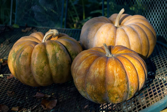 RARE Heirloom Organic Cinderella Pumpkin Seeds (Musquee De Provence Pumpkin, Fairytale pumpkin)