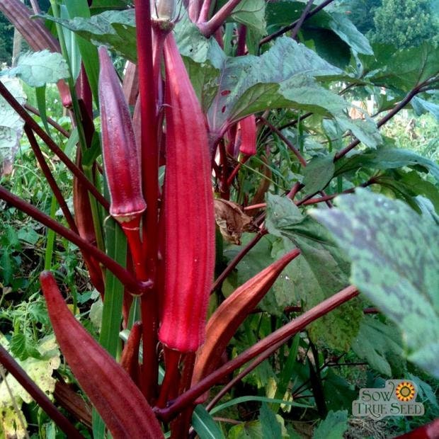 Load image into Gallery viewer, Heirloom Organic Red Burgundy Okra Seeds
