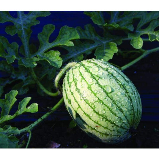 RARE Heirloom Organic Yellow Petite Watermelon Seeds