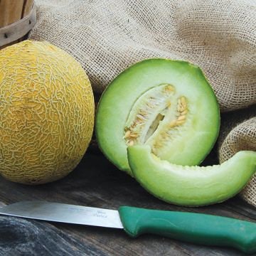 RARE Heirloom Organic Rocky Ford Green Flesh Melon Seeds (Aka Eden Gem Melon), additional product view 2