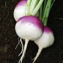 Heirloom Organic Purple Top Turnip seeds package, GrowTime Garden Supply