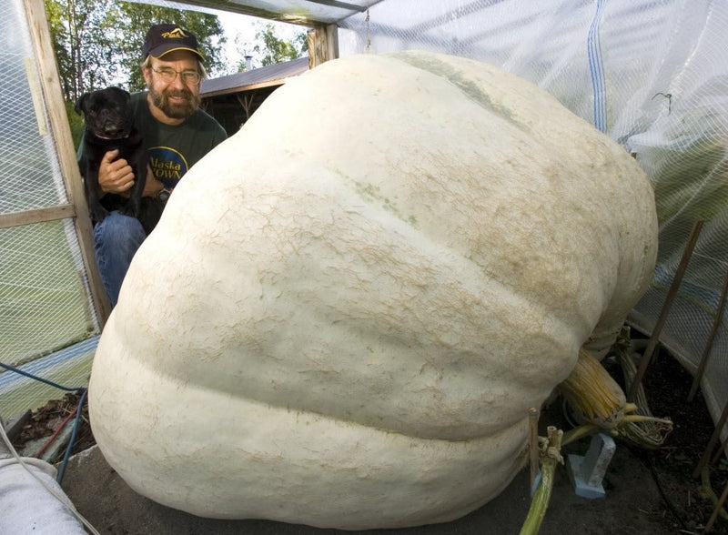 Load image into Gallery viewer, VERY RARE Heirloom Organic Giant Show Winner Pumpkin Seeds
